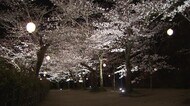 約300本のサクラ咲き誇る栗林公園 幻想的なライトアップ26日スタート【香川・高松市】