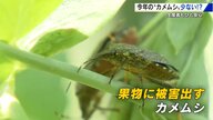 害虫「カメムシ」広島は今のところ冬の寒さで少ない　果物をボコボコにする厄介者　ナシの実は順調に成長