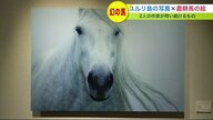 たてがみ なびかせ視線送る白馬　北海道東部・根室沖の無人島”ユルリ島”で生きる『幻の馬』【北海道発】