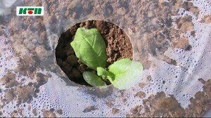 葉タバコの植え付け始まる タバコの値上げや高齢化…農家に厳しい状況も【長崎県五島市】