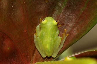 すやぁ 葉にぺたりと寝るカエルの擬態がすごい 癒される人も続出 生態を専門家に聞いた