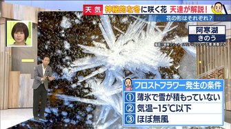 見られるのは3つの条件が揃った時だけ 神秘的な氷の花 フロストフラワー を北海道で目撃