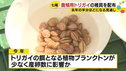 七尾湾の天然ものが減少…養殖用『トリガイ』の稚貝を県が配布 エサ不足の影響で去年の半分程となる見通し