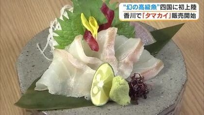 味わいは「白身のトロ」岡山理科大学が世界初の陸上養殖に成功した幻の魚・タマカイが四国で初提供【香川】