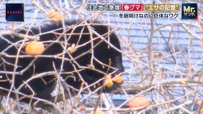 春グマが市街地で出没急増　秋田は4月278件全国最多…宮城も2.6倍　街のエサを学習したクマ　人的被害を防ぐカギは兵庫の個体数管理
