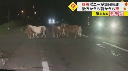 国道に6頭のポニー現れる　道路の真ん中でウロウロ…30分以上居座り渋滞に　北海道・平取町