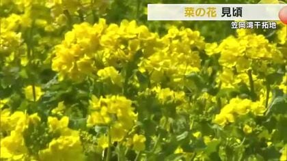 春の干拓地に広がる黄色いじゅうたん　約１０００万本の菜の花が見頃迎える【岡山・笠岡市】