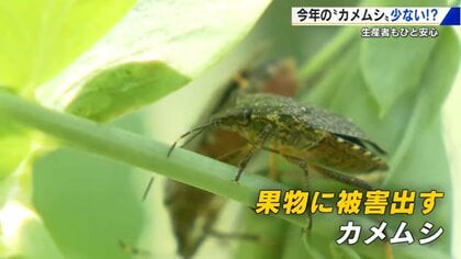 害虫「カメムシ」広島は今のところ冬の寒さで少ない　果物をボコボコにする厄介者　ナシの実は順調に成長