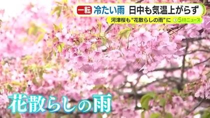 河津桜も“花散らしの雨”に　春の陽気から一転して寒い1日に　日中も気温上がらず　東部の山地では積雪となるところも