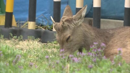 県知事「奈良公園から出た鹿は野生動物」　大阪府警の施設内にとどまるシカはリラックスモードも大阪市に“捕獲”要請