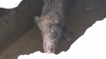 大雪が降ると“イノシシ”の人身被害増加！？豪雪地域で3人襲われる…雪が苦手なイノシシ 一度道に出たら山に帰れず「遭遇したら物陰に隠れて」