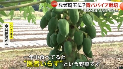 なぜ南国フルーツ「青パパイヤ」が埼玉の畑に？「手間もかからず、医者いらず」酵素の王様が高齢化農家の救世主に