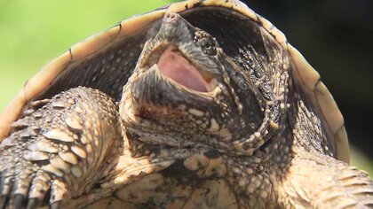 今年の目標は1350匹以上！　印旛沼周辺で特定外来生物カミツキガメの集中捕獲作戦　2007年から毎年　千葉
