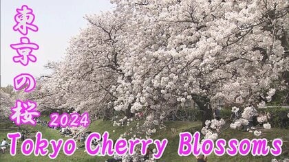 【東京の桜2024】各地の“満開の桜”～飛鳥山公園・六本木さくら坂・青山霊園・根川緑道　2012年以来12年ぶりの遅さで開花