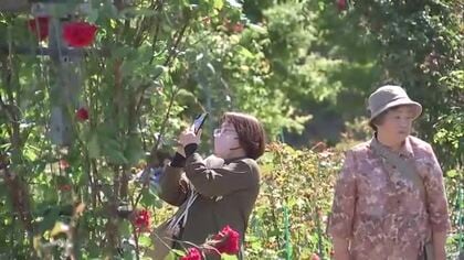 約2500株のバラ楽しむ　5月中旬に見ごろに　宇佐市の千財農園