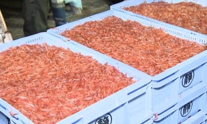 消えた駿河湾の宝石の行方。亡き兄の遺志を継ぎ、サクラエビ不漁の克服をめざす弟