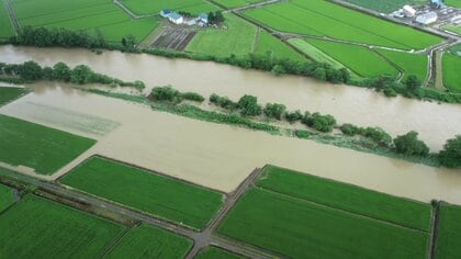 記録的な大雨で“雨竜川”が氾濫 水田が冠水し稲が横倒しになる被害 一夜明け農家は復旧作業に追われる「早く助けてあげたい」 収穫量の減少に不安も