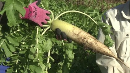 12月8日は有機農業の日「虫はつくわ病気は出るわ」試行錯誤の17年…土づくりが打開策に　持続可能な農業に注目！