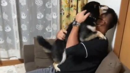 柴犬が海外赴任中のお父さんと8カ月ぶりの再会! 全身で伝える“愛情表現”にホロリ…家族との絆を聞いた