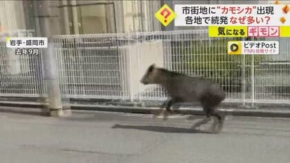 【カモシカ増加】仙台では市街地道路の真ん中を疾走し…岩手では住宅街にも　“特別天然記念物”指定で生息数増か