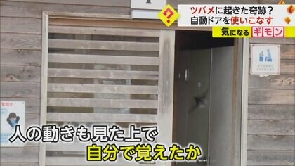「めちゃくちゃ賢い！」自動ドア使いこなすツバメ　道の駅のトイレで”安心”子育て　人の動き見て”入るコツ”覚えたか