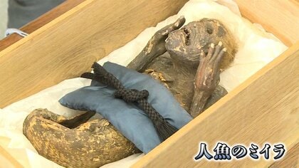 体毛にはキューティクル…「人魚のミイラ」分析結果の中間報告 待たれる