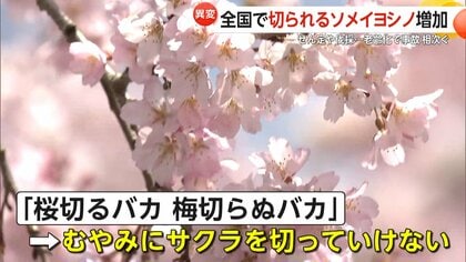 なぜ】「樹齢60〜70年そろそろ寿命」ソメイヨシノ全国各地で剪定伐採