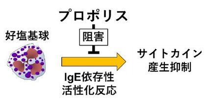 ミツバチ産品の新たな抗アレルギー効果を発見