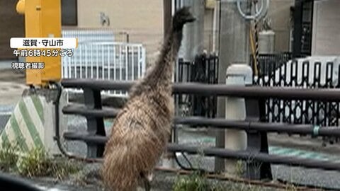 「ダチョウが走っている」体長約2メートルのエミューが住宅街を逃走　移動動物園から脱走か、約2時間後に捕獲