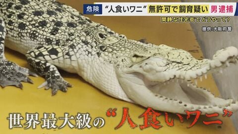 「一般の方が飼えるような条件はない」“世界最大級・人食いワニ”の飼育員　イリエワニなどを無許可で飼育か　ペットショップ経営の男を逮捕　周囲には小学校も