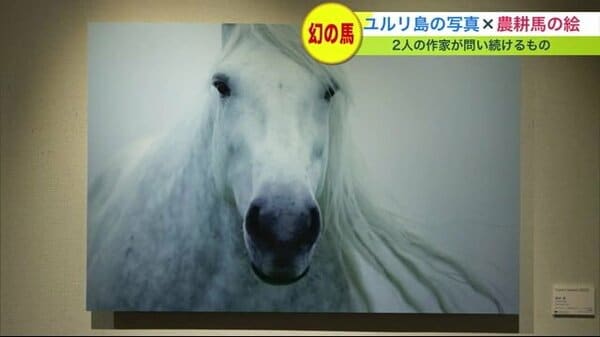 たてがみ なびかせ視線送る白馬 北海道東部・根室沖の無人島”ユルリ島