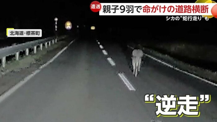 フラフラと走り逆走まで行うシカ(視聴者提供)