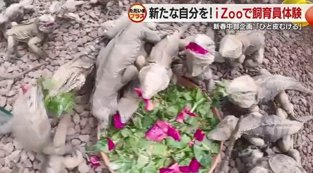 エサに群がるイグアナ