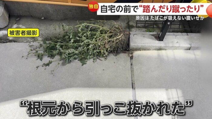 根本から引き抜かれてしまった“ど根性草”