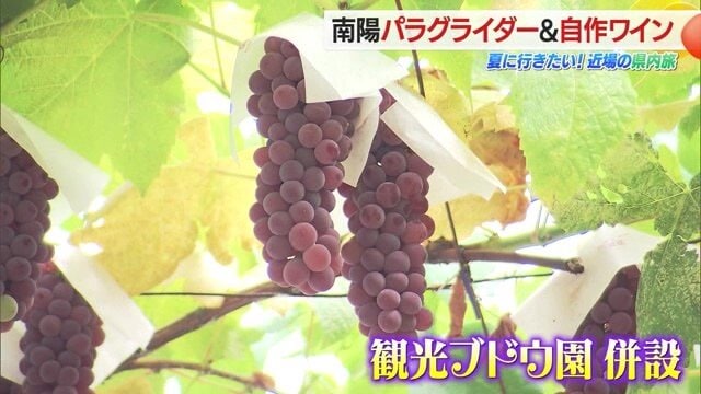 須藤ぶどう酒工場は、ブドウの栽培から収穫・醸造・瓶詰めまですべて家族の手だけで行う
