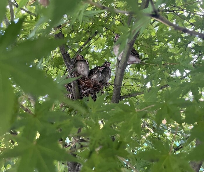 巣立つヒヨドリ…実は4羽だった