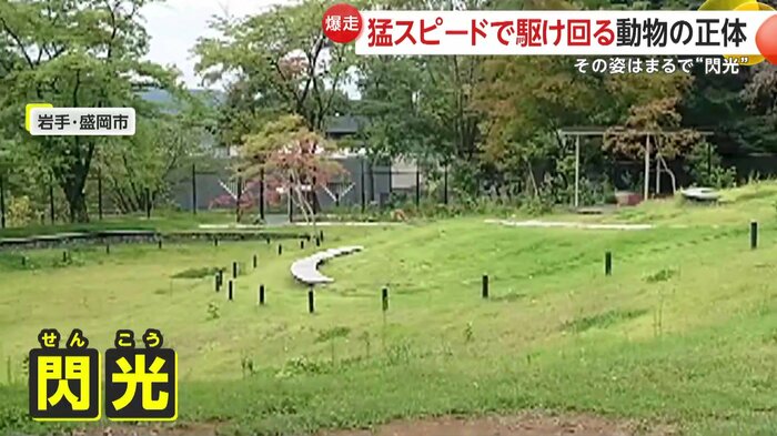 目にも止まらぬ速さで走るカンガルー(映像提供:盛岡市動物公園ZOOMO)