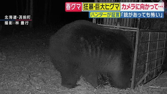体重330キロのヒグマ