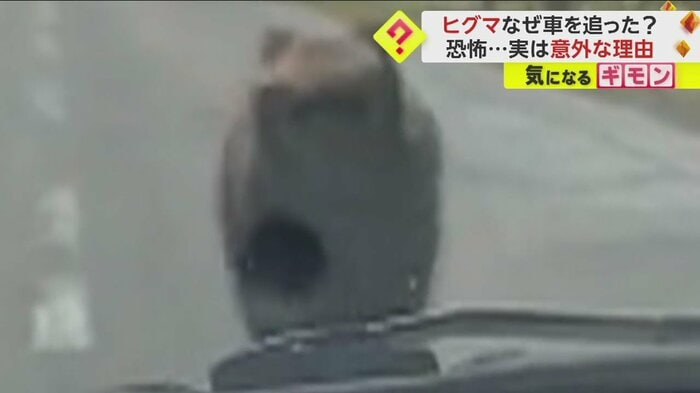 バックする車に向かって走り出すクマ(視聴者撮影)