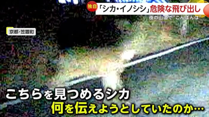 慌てる素振りもなかったというシカ(視聴者撮影)