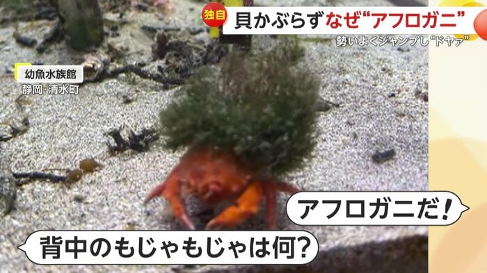 カニの見た目も話題(映像提供:幼魚水族館)