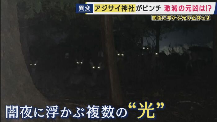 闇夜に光るシカの眼　忍び込みアジサイを食べるように…