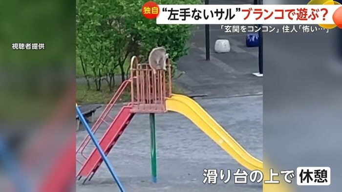 滑り台の上で休憩した左手のないサル