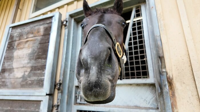 馬房から顔を出すクロワデュノール