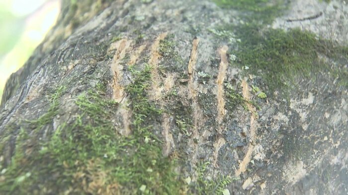 木に刻まれた爪痕