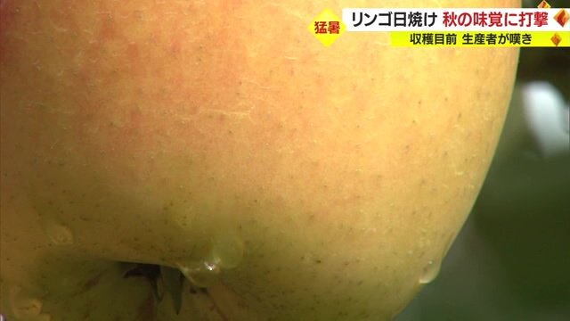 焼けて黄色くなったリンゴ