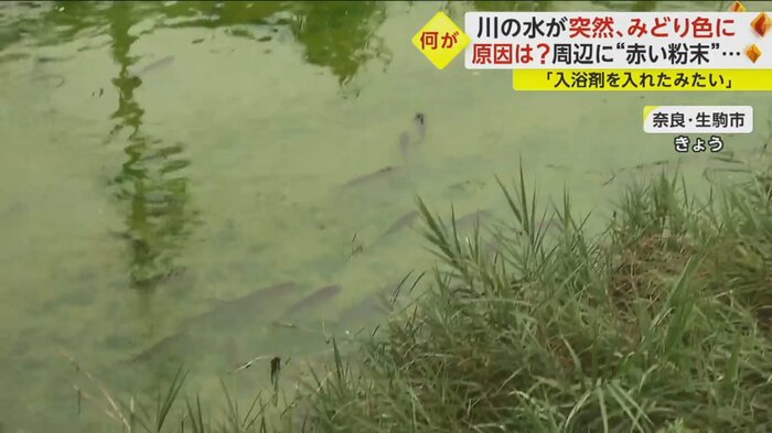 緑色に染まった川で元気よく泳ぐ魚