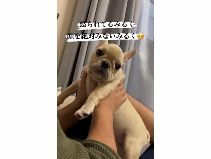 提供:みるくちゃん