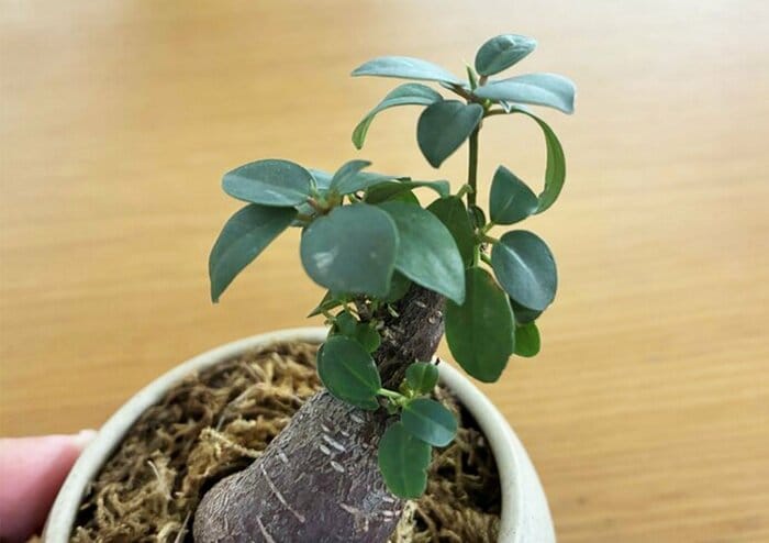 葉が多いのは元気な証拠（特集班撮影）