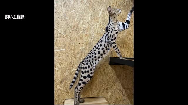 逃走中・サーバルキャット 目撃情報も途絶え 4日で1週間